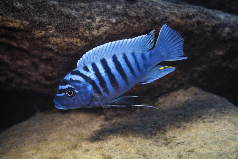 Maylandia zebra 'Nkolongwe'